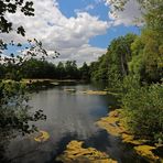 Sommer am Kennelteich