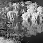 Sommer am Knieperteich-Stralsund