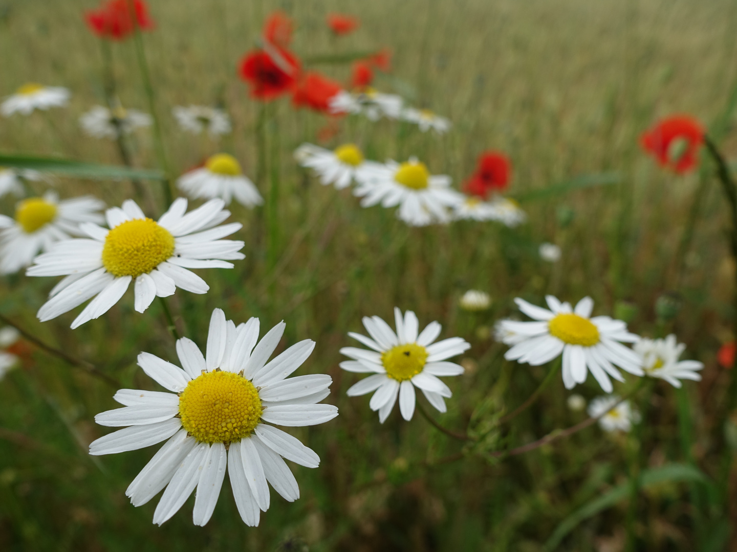 Sommer am Niederrhein 1