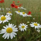 Sommer am Niederrhein 1