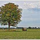 Sommer am Niederrhein