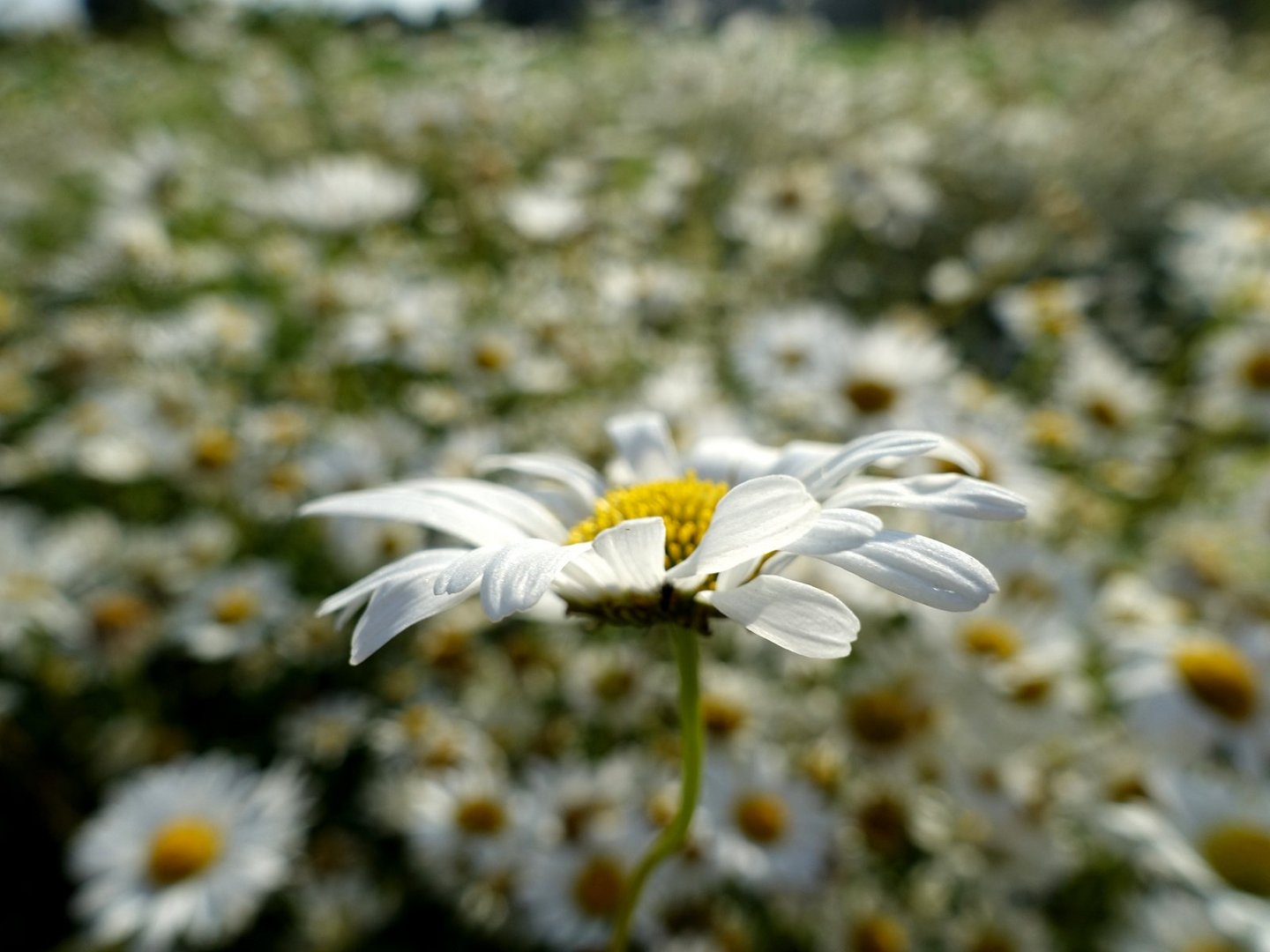 Sommer am Niederrhein 2