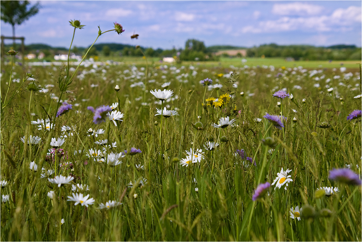 sommer am niederrhein