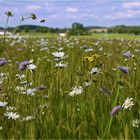 sommer am niederrhein