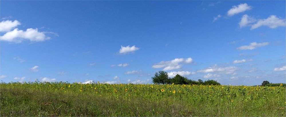 Sommer am Rand der Alb......