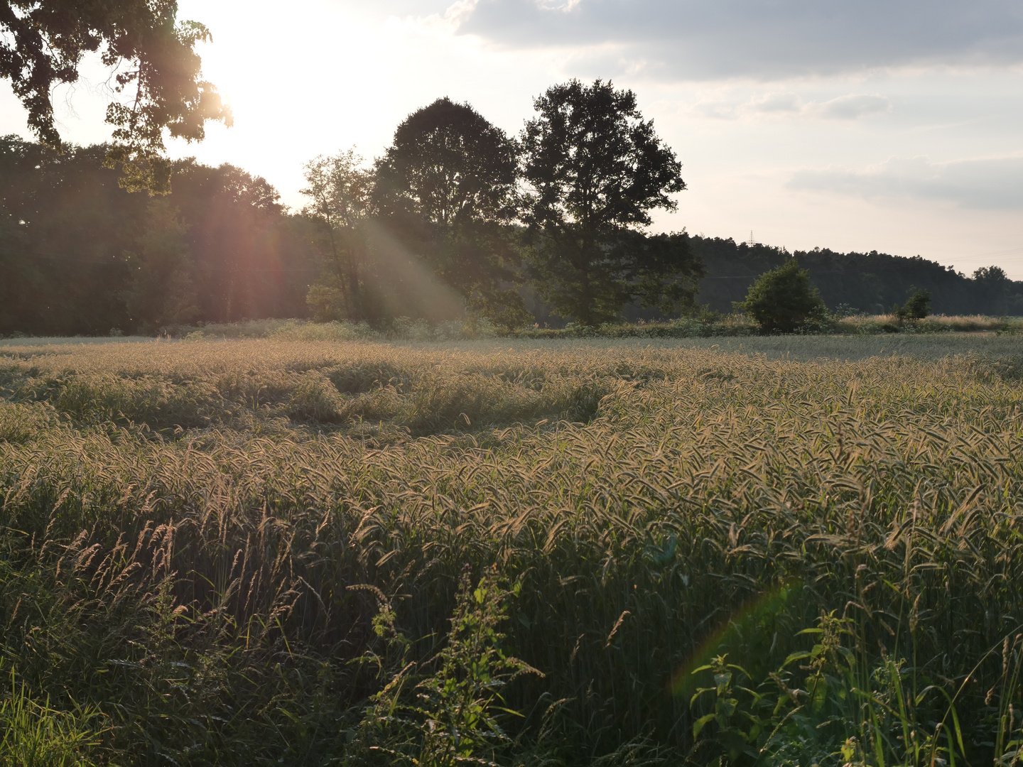 Sommer am Rednitzgrund bei Nürnberg..