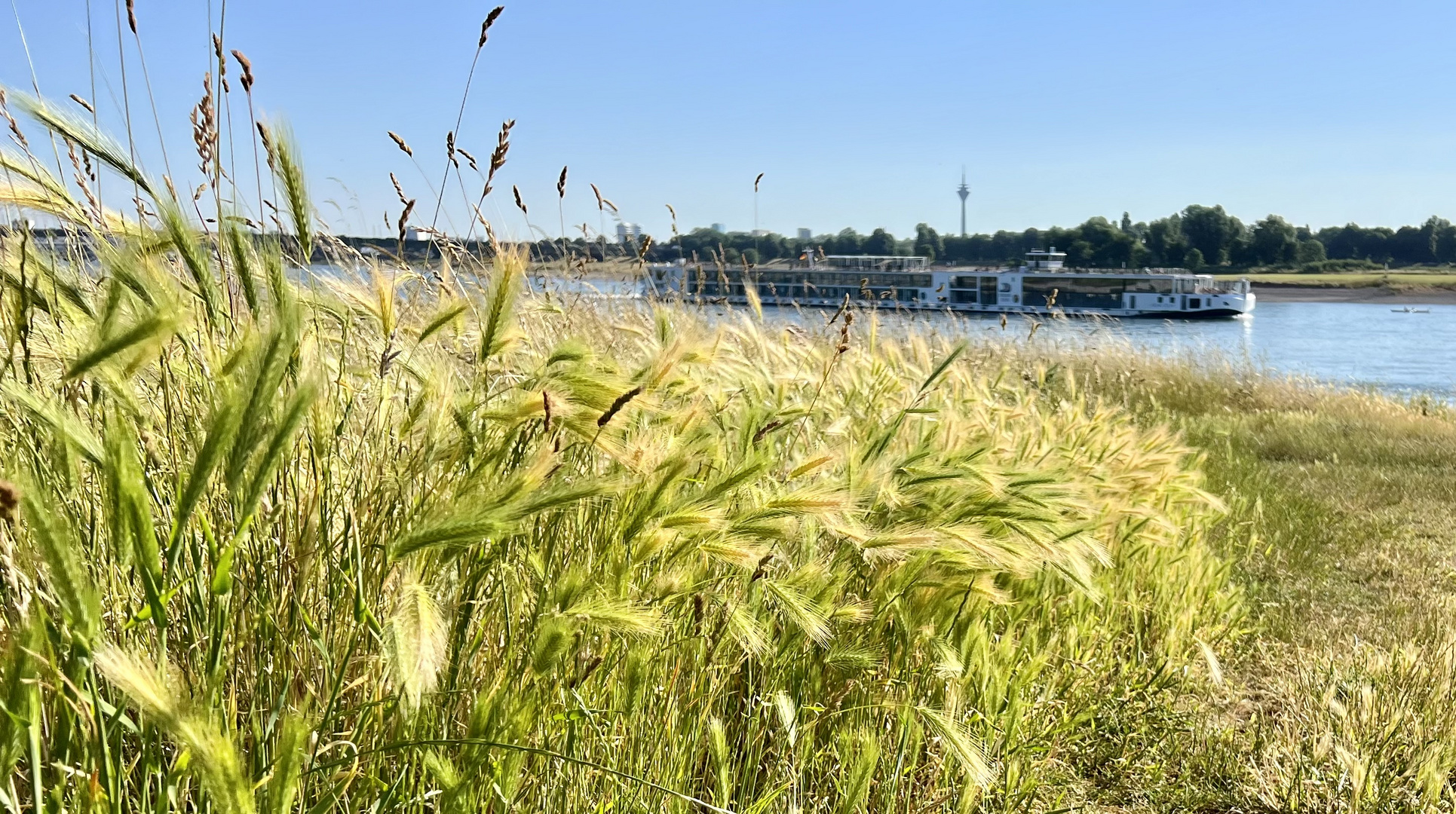 Sommer am Rhein