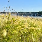 Sommer am Rhein