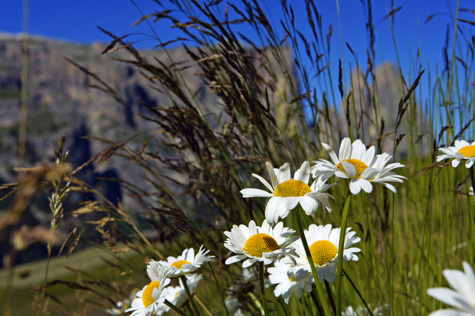 Sommer am Schlern