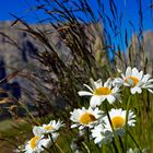 Sommer am Schlern