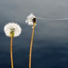 Sommer am See