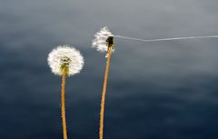 Sommer am See