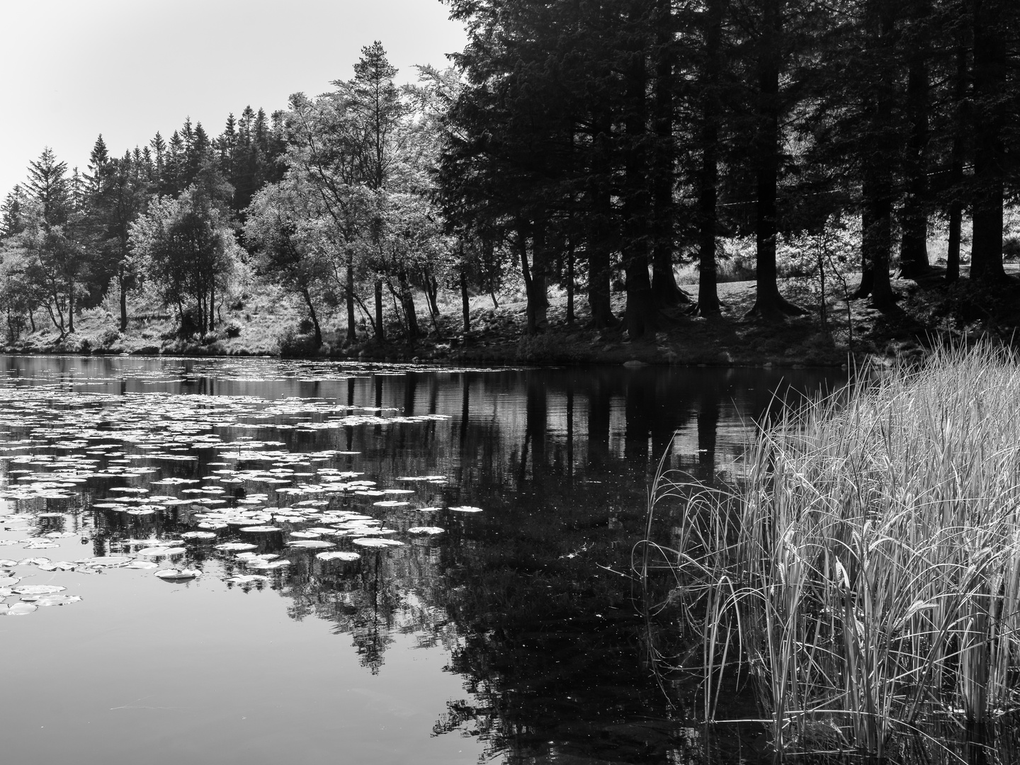 Sommer am See