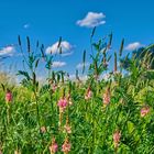 Sommer am Stadtrand 