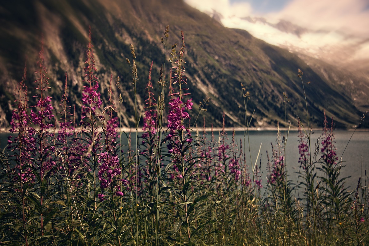 Sommer am Stausee