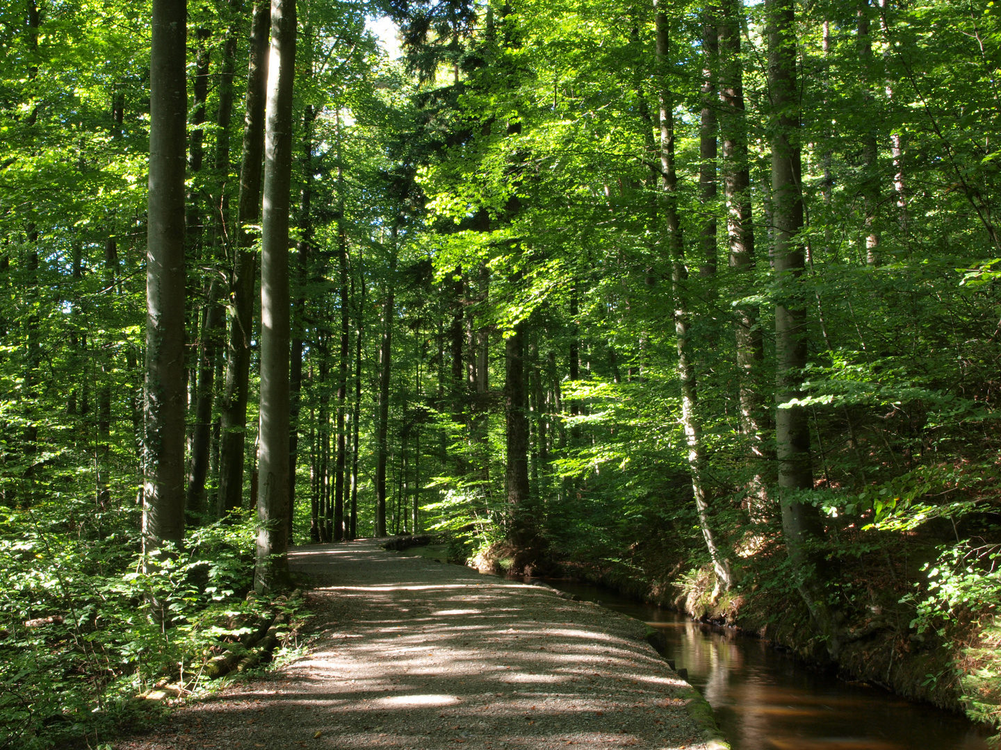 Sommer am "Stillen Bach" bei Weingarten (Württemberg)