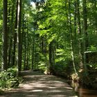 Sommer am "Stillen Bach" bei Weingarten (Württemberg)