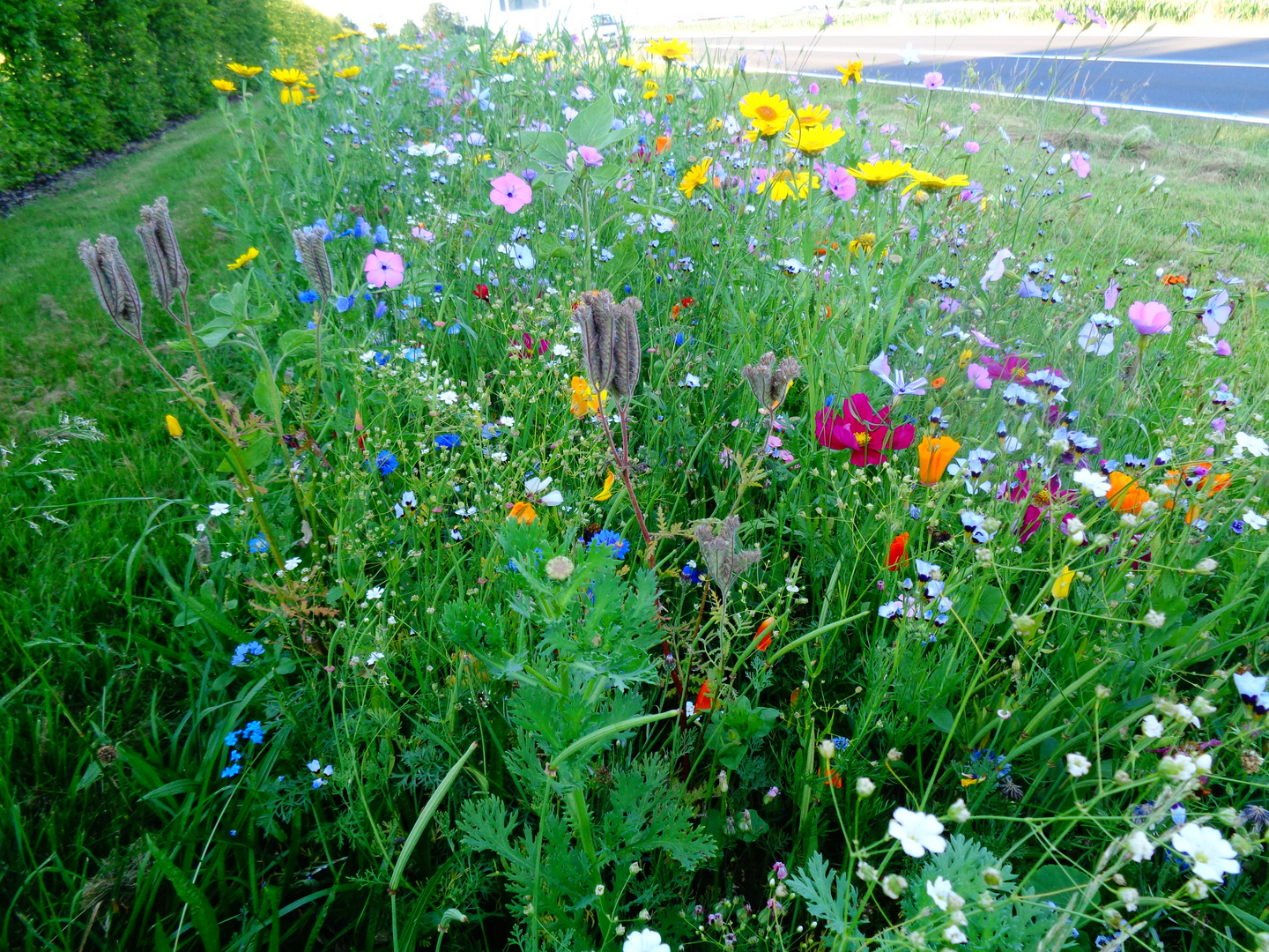 Sommer am Straßenrand