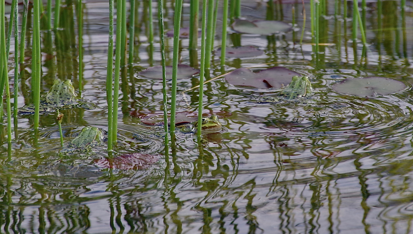 Sommer am Teich