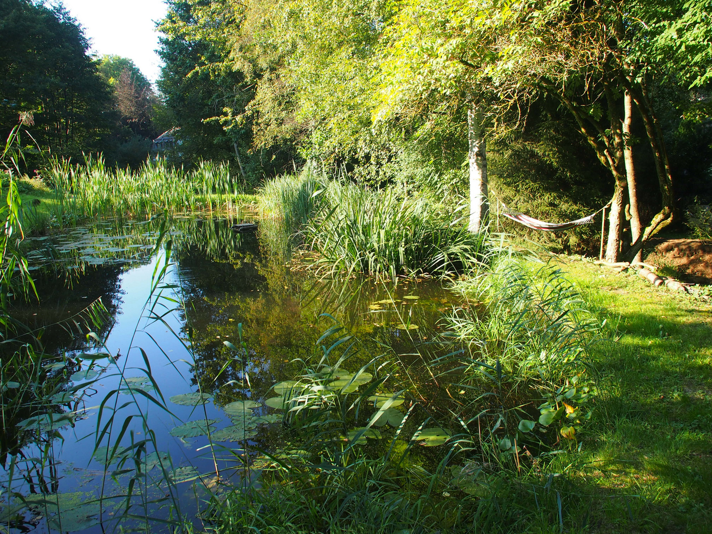 Sommer am Teich