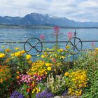 Sommer am Thunersee