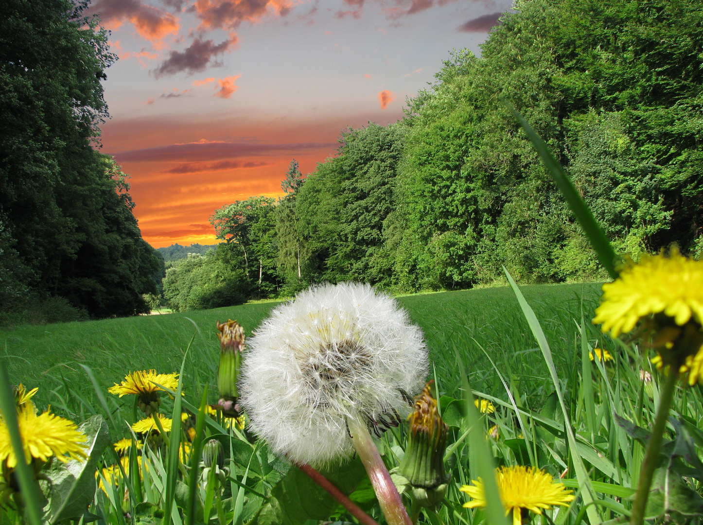 Sommer am Waldrand