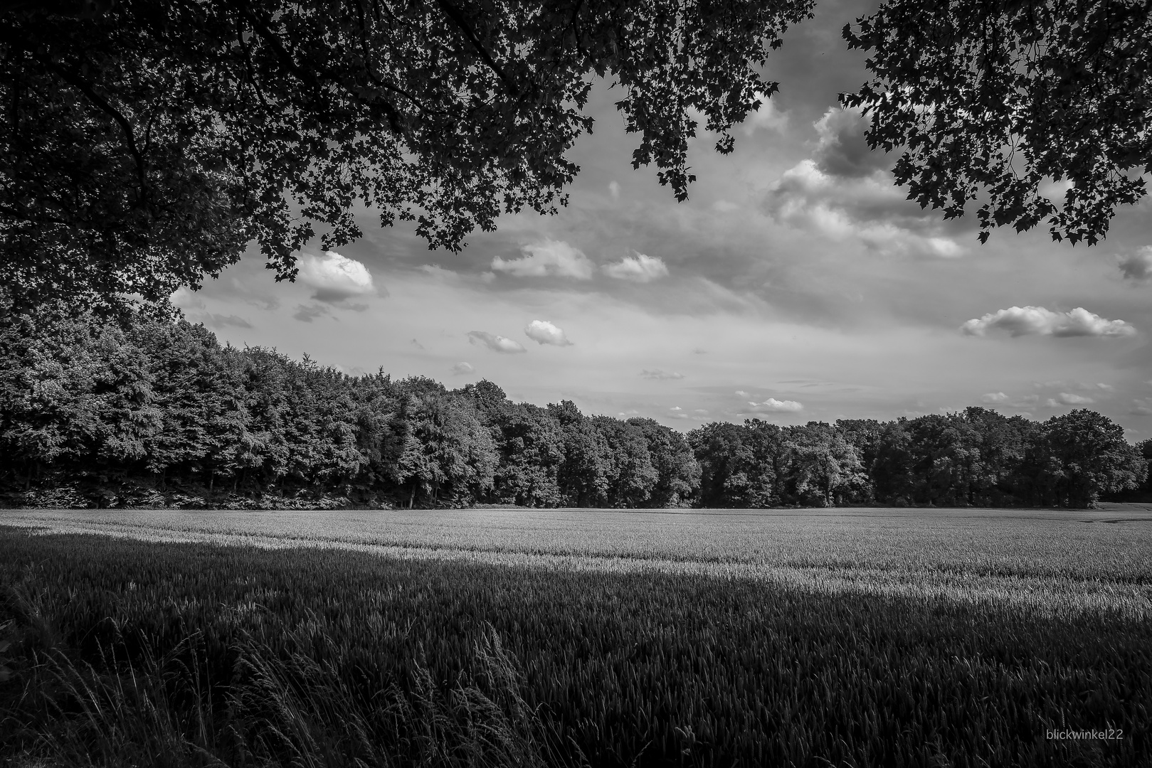 Sommer am Waldrand