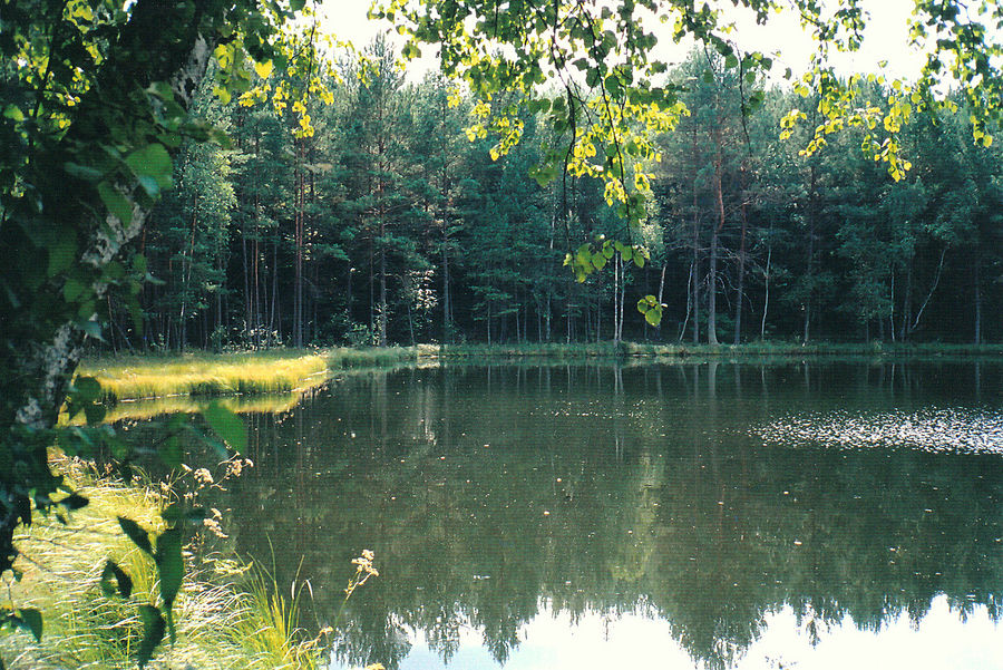 Sommer am Waldsee