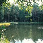 Sommer am Waldsee