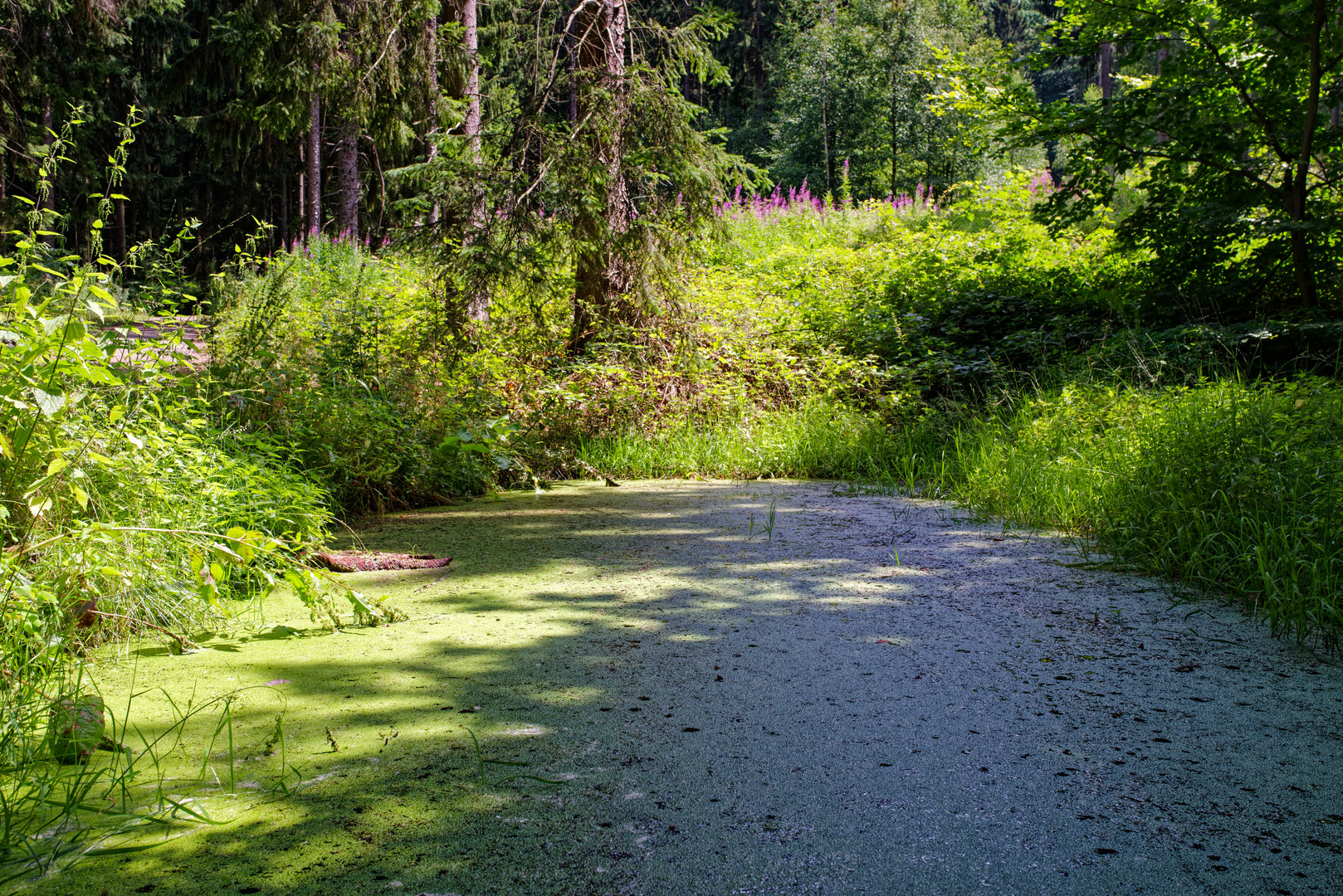 Sommer am Waldtümpel