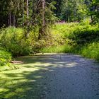 Sommer am Waldtümpel