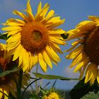 Sommer am Wegesrand