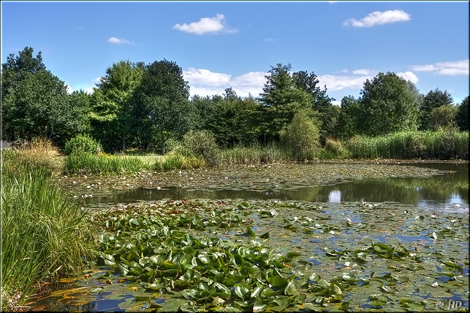 Sommer am Weiher