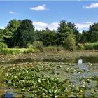 Sommer am Weiher