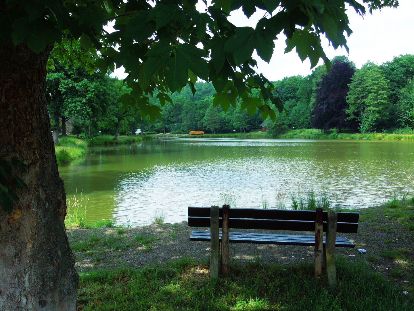 Sommer am Weiher