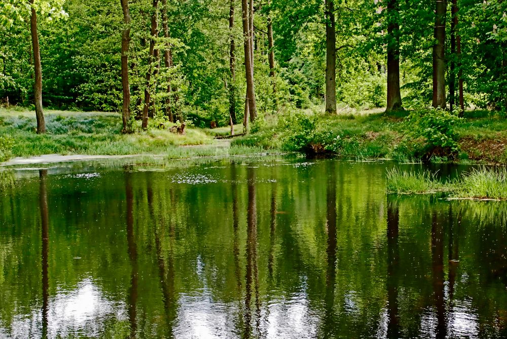 Sommer am Weiher