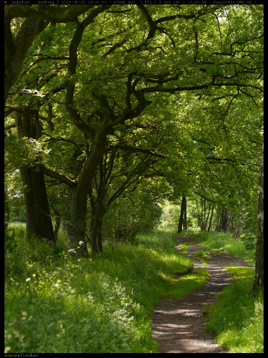 Sommer am Wittmoor