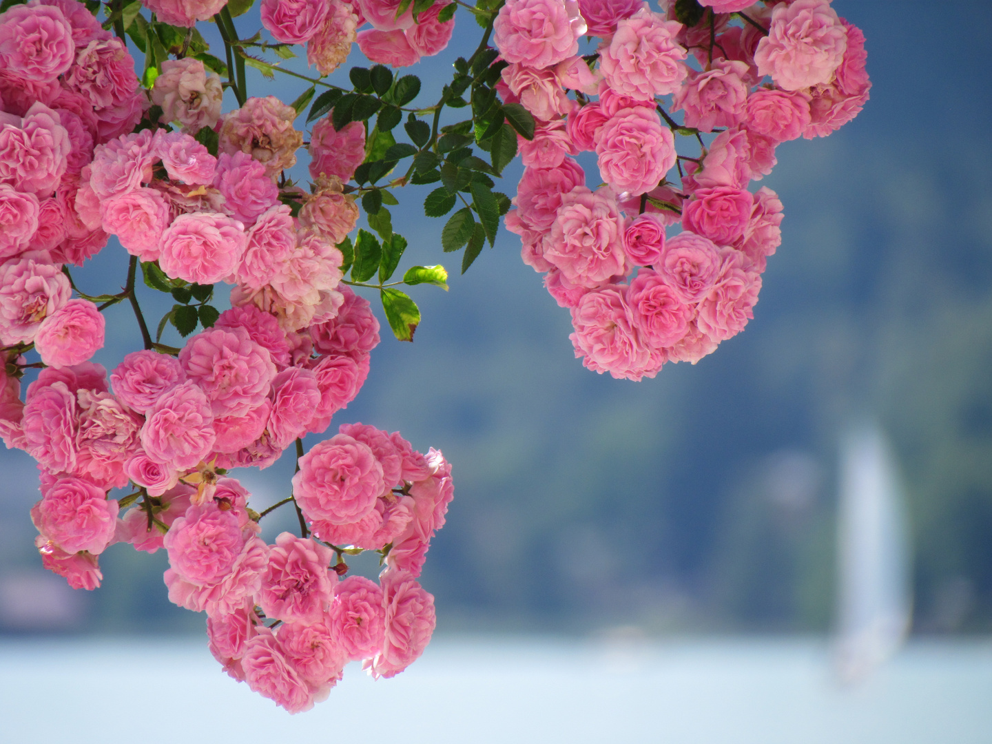 Sommer am Wörthersee