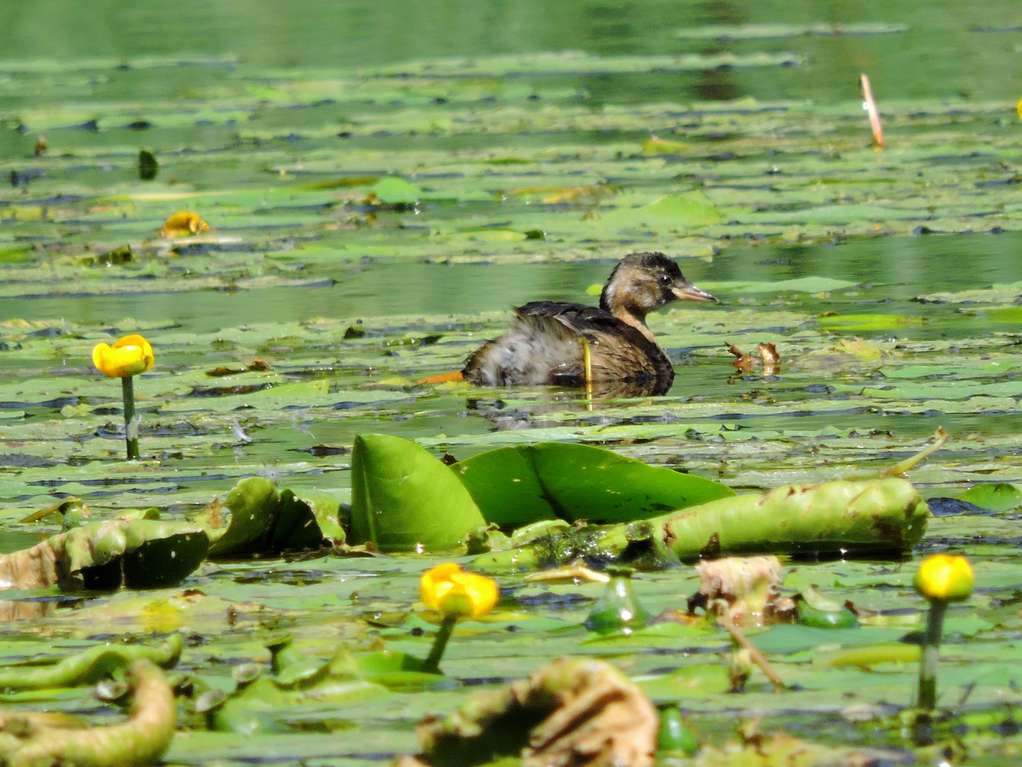 Sommer an den Mängelshäuser Teichen Foto & Bild natur, tiere, vögel