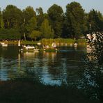 Sommer an der Alten Donau