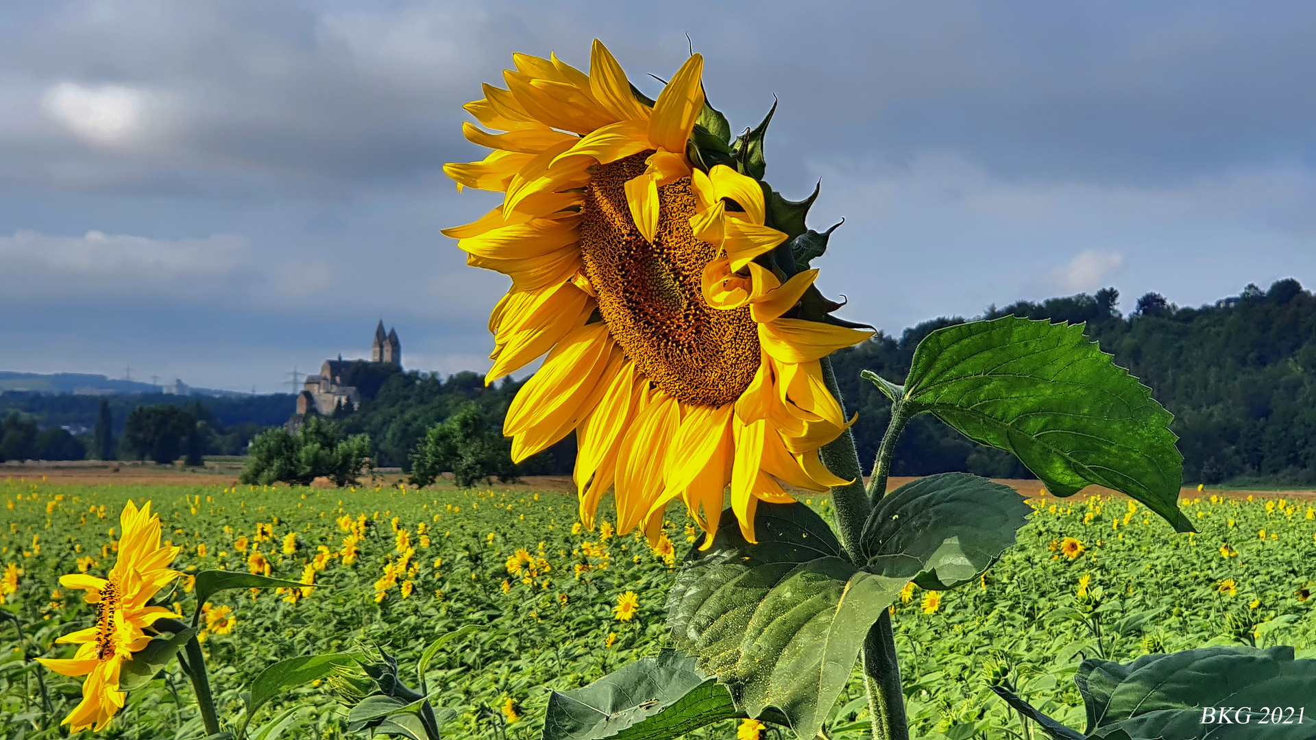 Sommer an der Lahn 