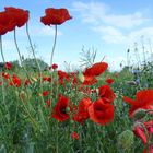 Sommer an der Ostsee