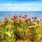 Sommer an der Ostsee