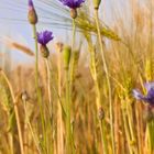 Sommer an der Ostsee II