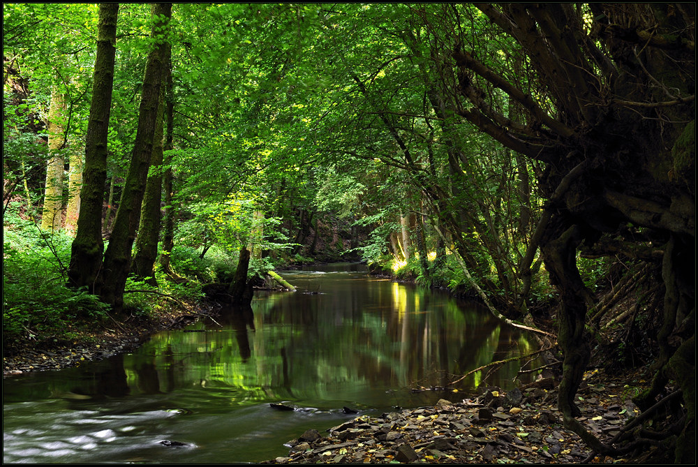 Sommer an der Salm (3)