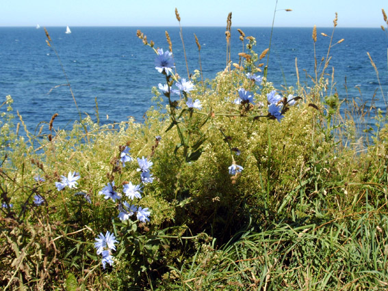 Sommer an der See