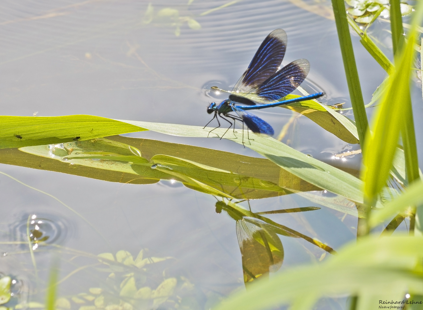 Sommer an der Wietze 