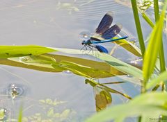 Sommer an der Wietze 