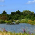 Sommer an einem Teich