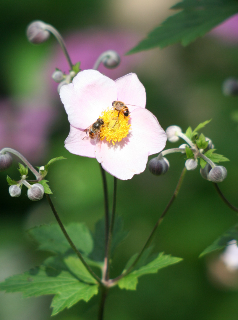 Sommer Anemone